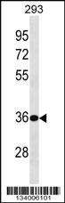 BPHL Antibody