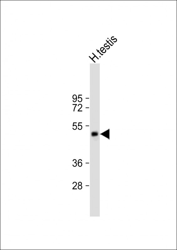 SPATA21 Antibody