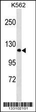 PCDHA2 Antibody