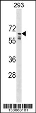 PPIL2 Antibody