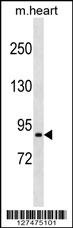 PRRT4 Antibody