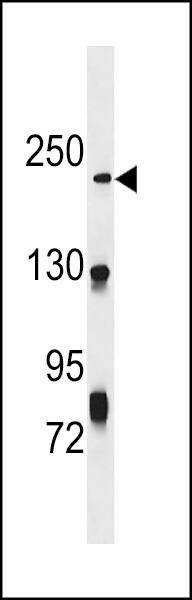 NHSL1 Antibody