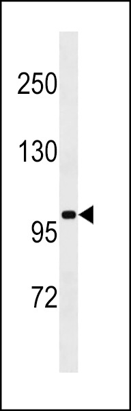 SLFN13 Antibody