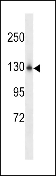 NCKAP1L Antibody