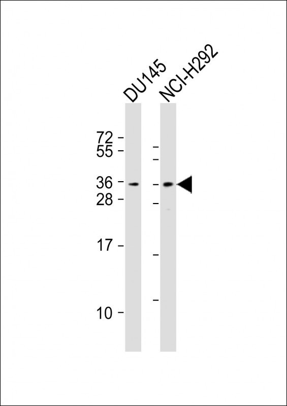 TSPAN18 Antibody