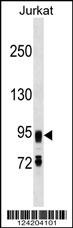 FIG4 Antibody