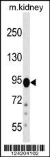 FIG4 Antibody