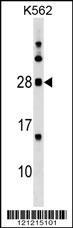 MOG Antibody