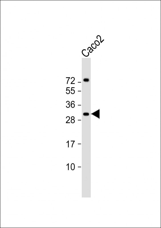 RASL12 Antibody