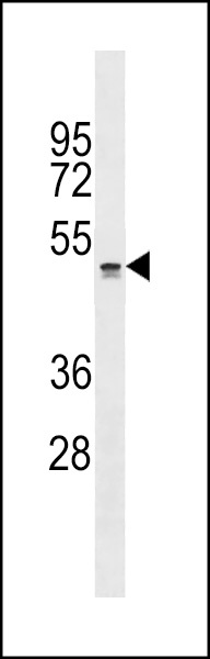 QRFPR Antibody