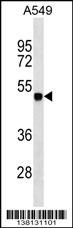 ZSCAN1 Antibody