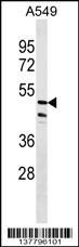 ZNF708 Antibody