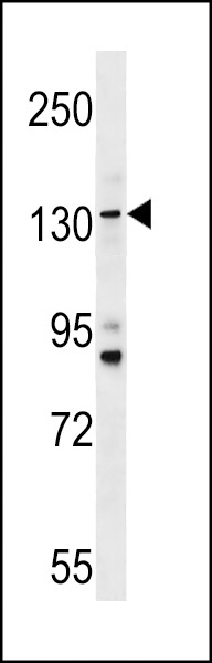 TMC5 Antibody