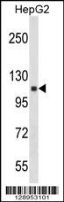 ANKRD18A Antibody