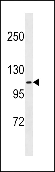 FARP1 Antibody