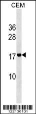 ADM2 Antibody