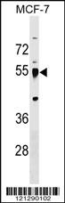 LRRC42 Antibody