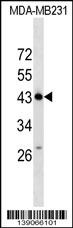 ZNF550 Antibody