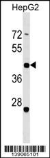 ZNF547 Antibody