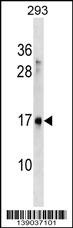 SYS1 Antibody