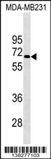 KCNF1 Antibody