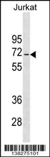 JRKL Antibody