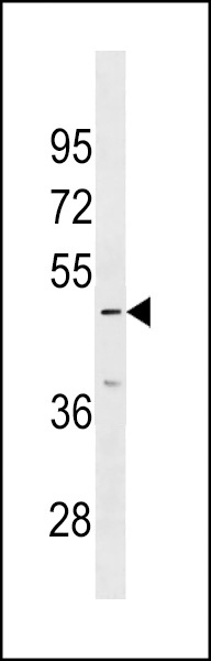 IP6K3 Antibody