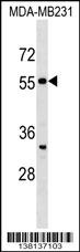 SEPT10 Antibody