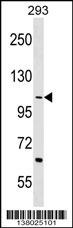 TEX2 Antibody