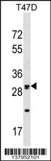 OR1M1 Antibody