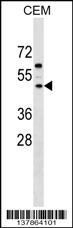 FBXL8 Antibody