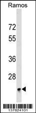 BRI3BP Antibody