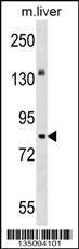 Mouse Sgk071 Antibody