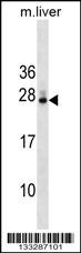 DNAJB9 Antibody