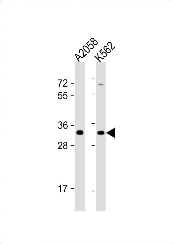 OR8J3 Antibody