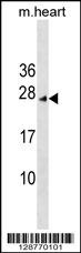 INCA1 Antibody