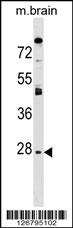 AQP1 Antibody