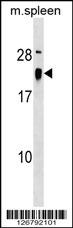 ALG13 Antibody