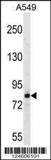 FSCB Antibody