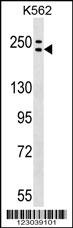 ADCY9 Antibody