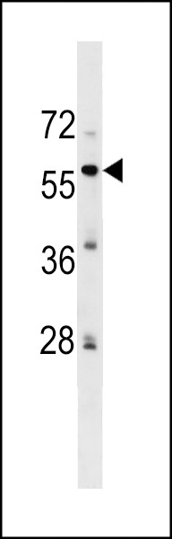 ZFP82 Antibody