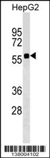 SRCRB4D Antibody