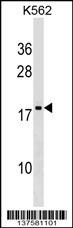 DR1 Antibody