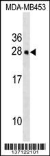Mouse Hoxc5 Antibody