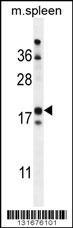 RBP7 Antibody