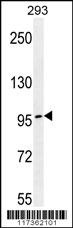 TCERG1 Antibody