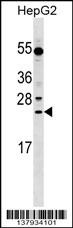 LRRC29 Antibody