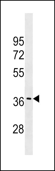 GJC3 Antibody