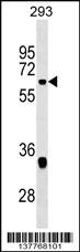 VEZF1 Antibody