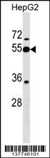 PI16 Antibody